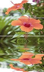 Cerrol Imperia Flora Панно (из 4-х штук) 80x50 см